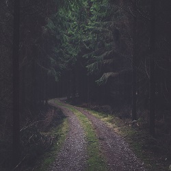 forest trail